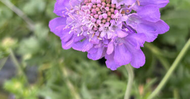 Scabiosa columbaria - Pincushion Flower