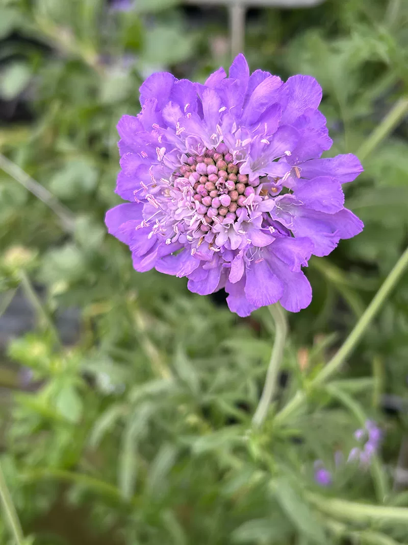 Scabiosa columbaria - Pincushion Flower
