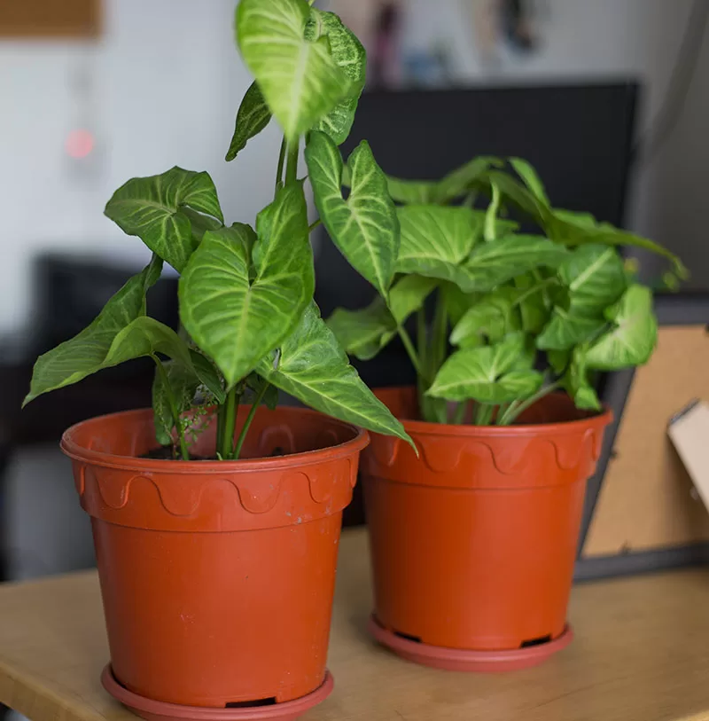 Syngonium sp. - Arrowhead