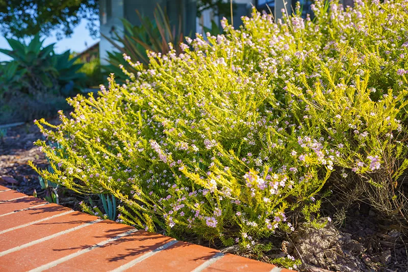 Coleonema sp. - Diosma