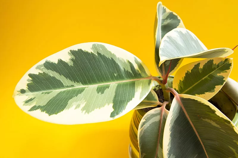 Ficus elastica - Rubber Plant