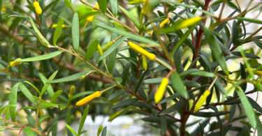 Persoonia x nutans x oxycoccoides 'Golden Lantern' - Geebung