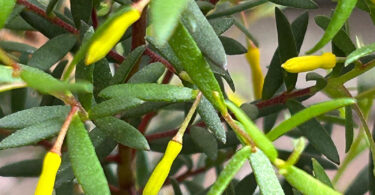 Persoonia x nutans x oxycoccoides 'Golden Lantern' - Geebung