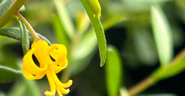 Persoonia ‘Golden Lantern’ – Geebung