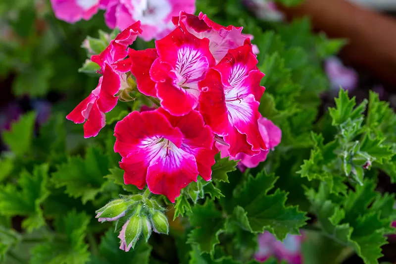 Geranium sp.