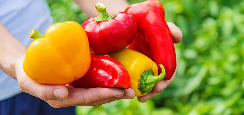 Harvesting capsicums