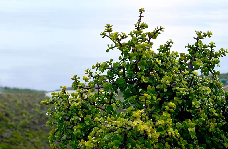 Portulacaria afra - Jade Plant