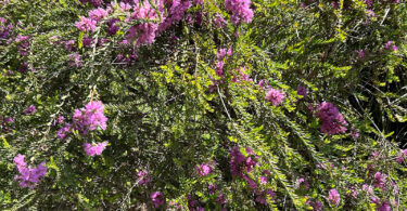 Melaleuca thymifolia – Honey Myrtle