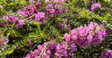 Melaleuca thymifolia – Honey Myrtle