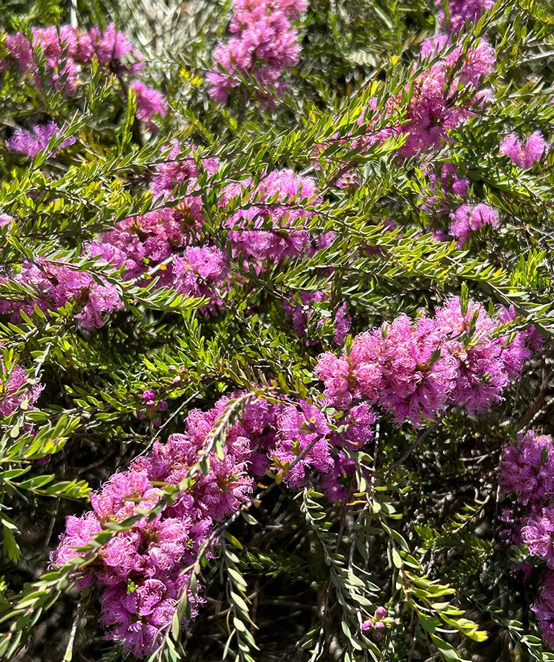 Melaleuca thymifolia – Honey Myrtle