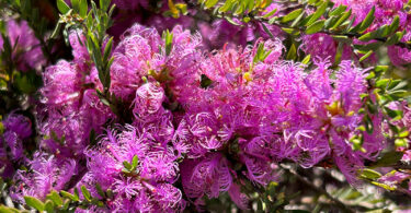 Melaleuca thymifolia – Honey Myrtle