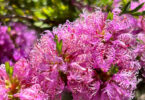 Melaleuca thymifolia – Honey Myrtle