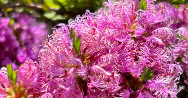 Melaleuca thymifolia – Honey Myrtle