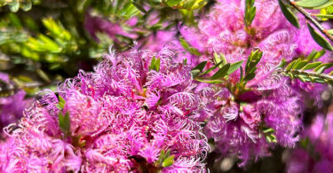 Melaleuca thymifolia – Honey Myrtle