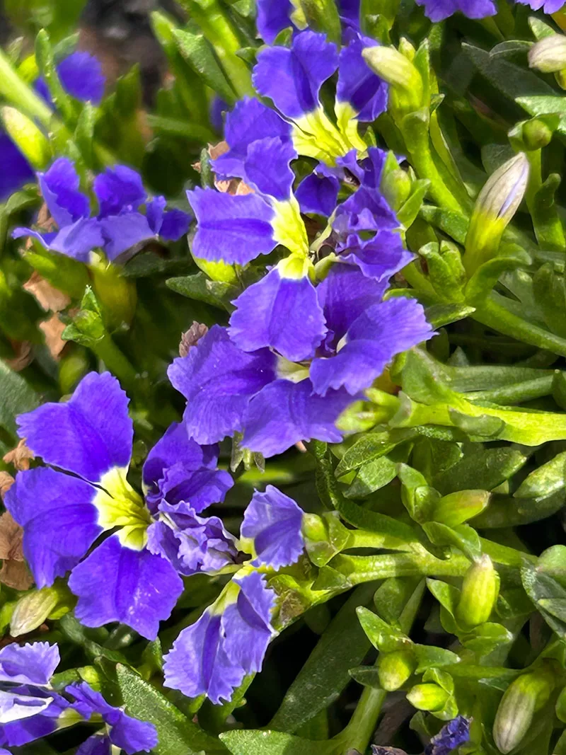 Dampiera diversifolia 'Mat Blue'