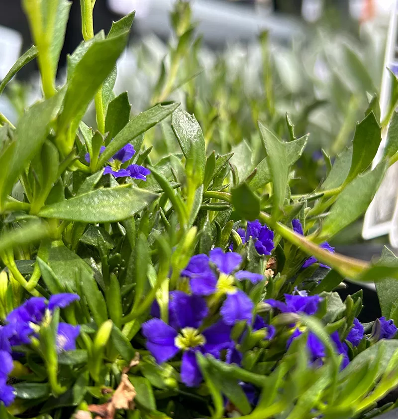 Dampiera diversifolia 'Mat Blue'