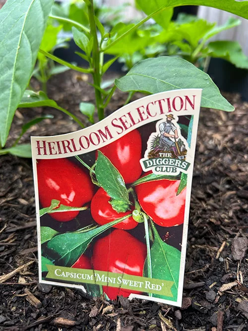 Capsicum Mini Sweet Red