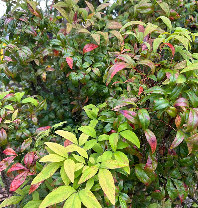 Nandina domestica - Sacred Bamboo