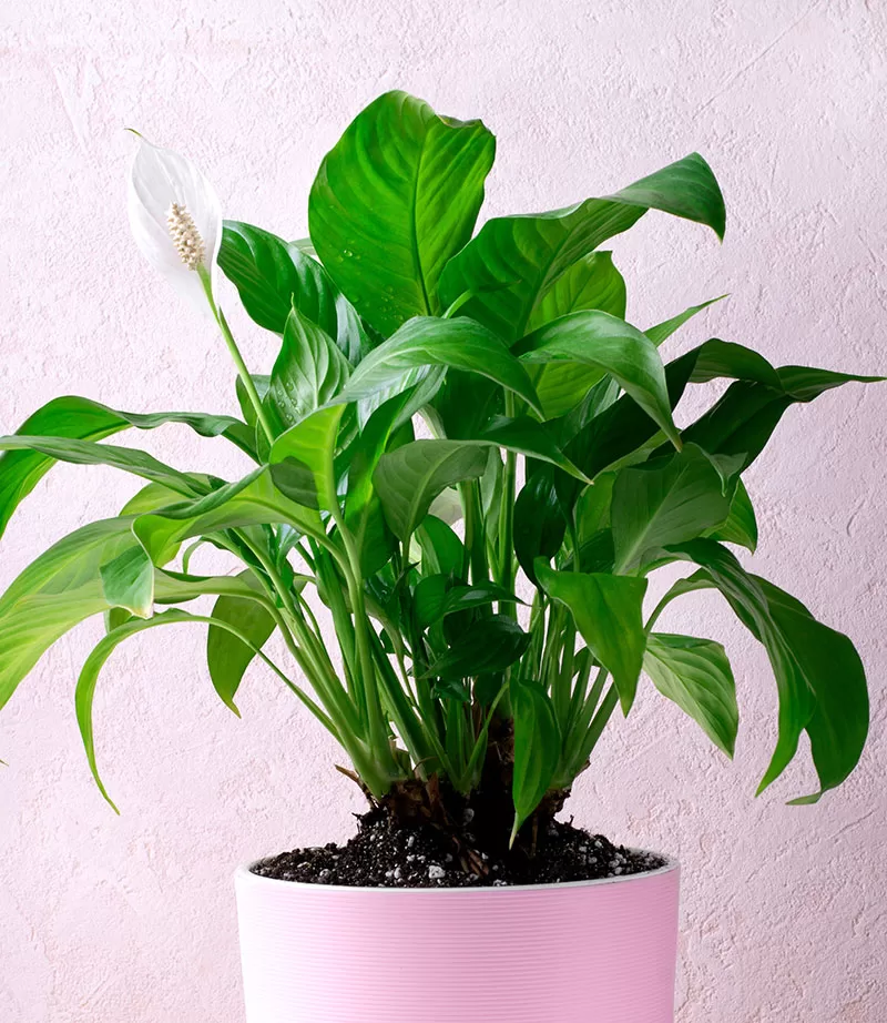 Spathiphyllum sp. - Peace Lily