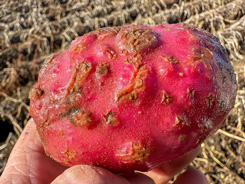 Root Knot Nematode damage on a red-skinned potato