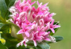 Primelea ferruginea - Rice Flower