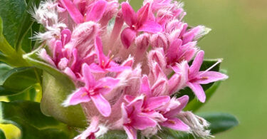 Primelea ferruginea - Rice Flower