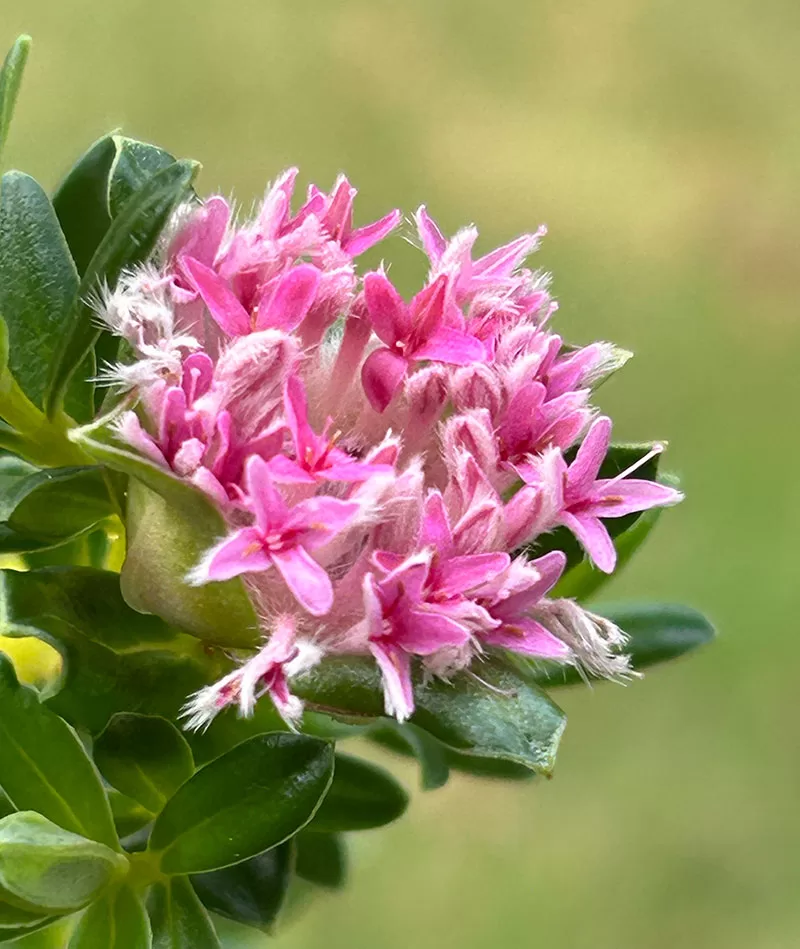 Primelea ferruginea - Rice Flower