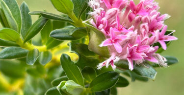 Primelea ferruginea - Rice Flower