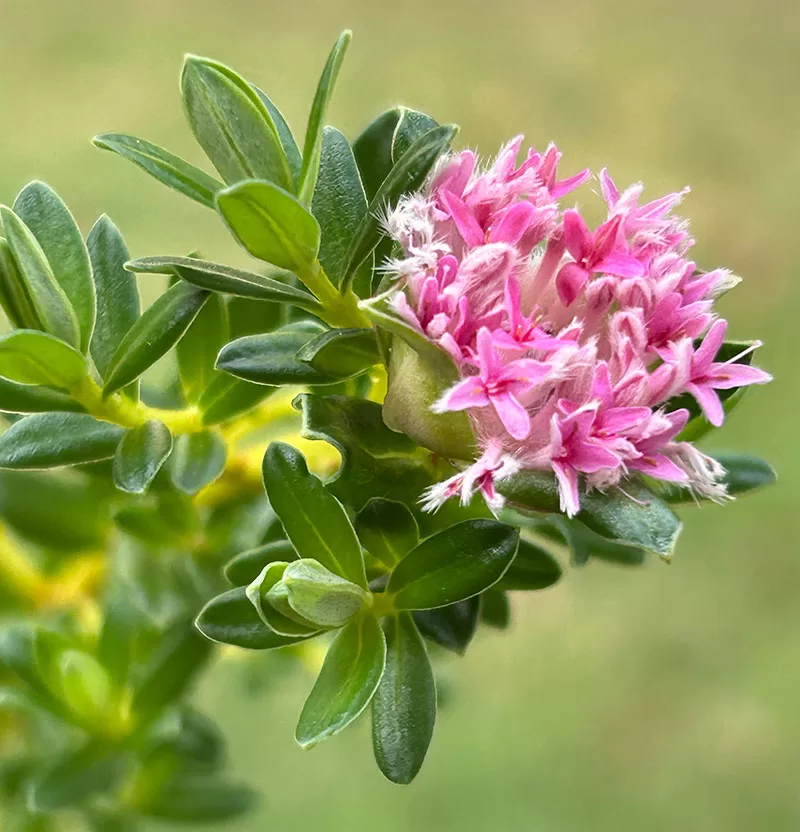 Primelea ferruginea - Rice Flower
