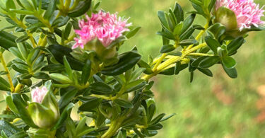 Primelea ferruginea - Rice Flower