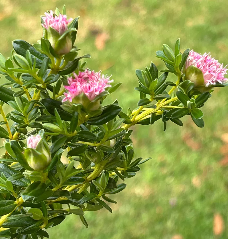 Primelea ferruginea - Rice Flower