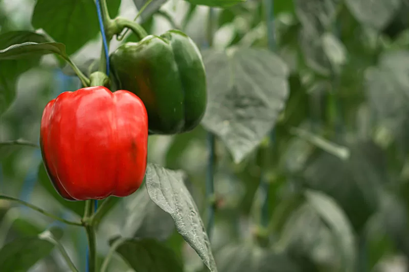 Red and green capsicums