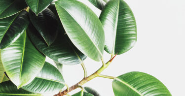 Ficus elastica - Rubber Plant