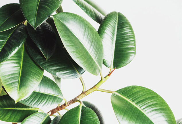 Ficus elastica - Rubber Plant