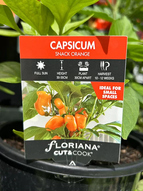 Capsicum Snack Orange