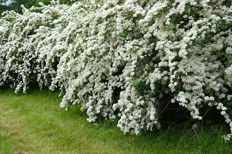 Spirea sp. - May Bush