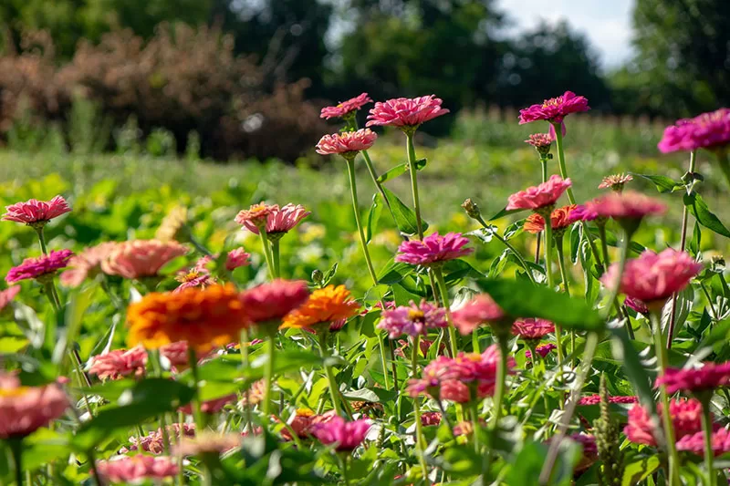 Zinnia flowers