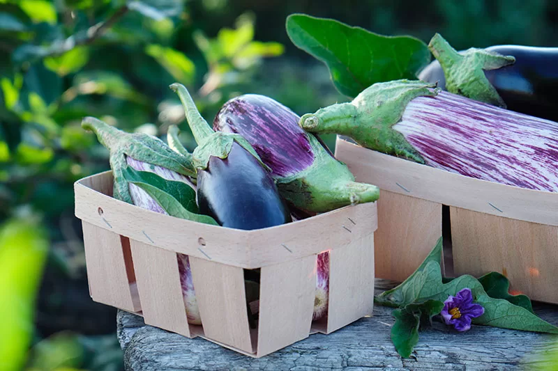 Eggplant picked from garden