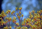 Kangaroo Paws