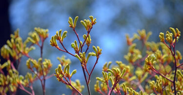 Kangaroo Paws