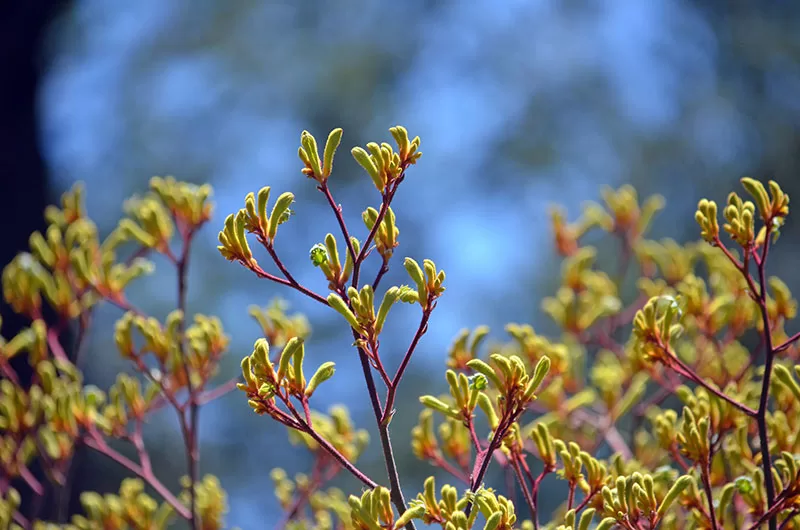 Kangaroo Paws