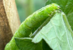 Looper caterpillar on tomato plant