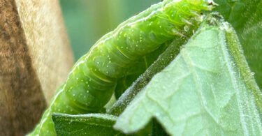 Looper caterpillar on tomato plant