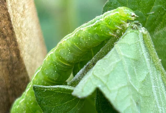 Rondeletia amoena (syn. Rogiera amoena) - Rondeletia - The Curious Gardener