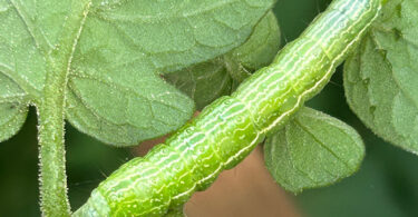 Looper caterpillar on tomato plant