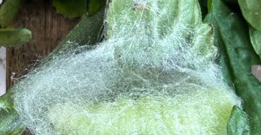 Looper caterpillar in cocoon