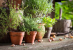 10 ways to avoid heat stress in potted plants