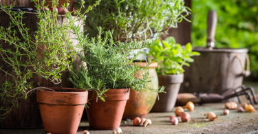 10 ways to avoid heat stress in potted plants