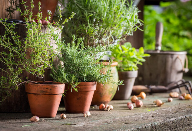 10 ways to avoid heat stress in potted plants