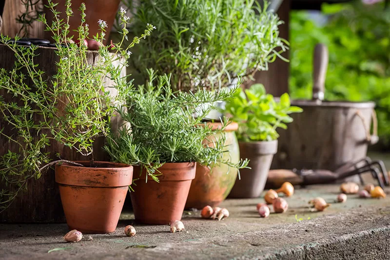 10 ways to avoid heat stress in potted plants